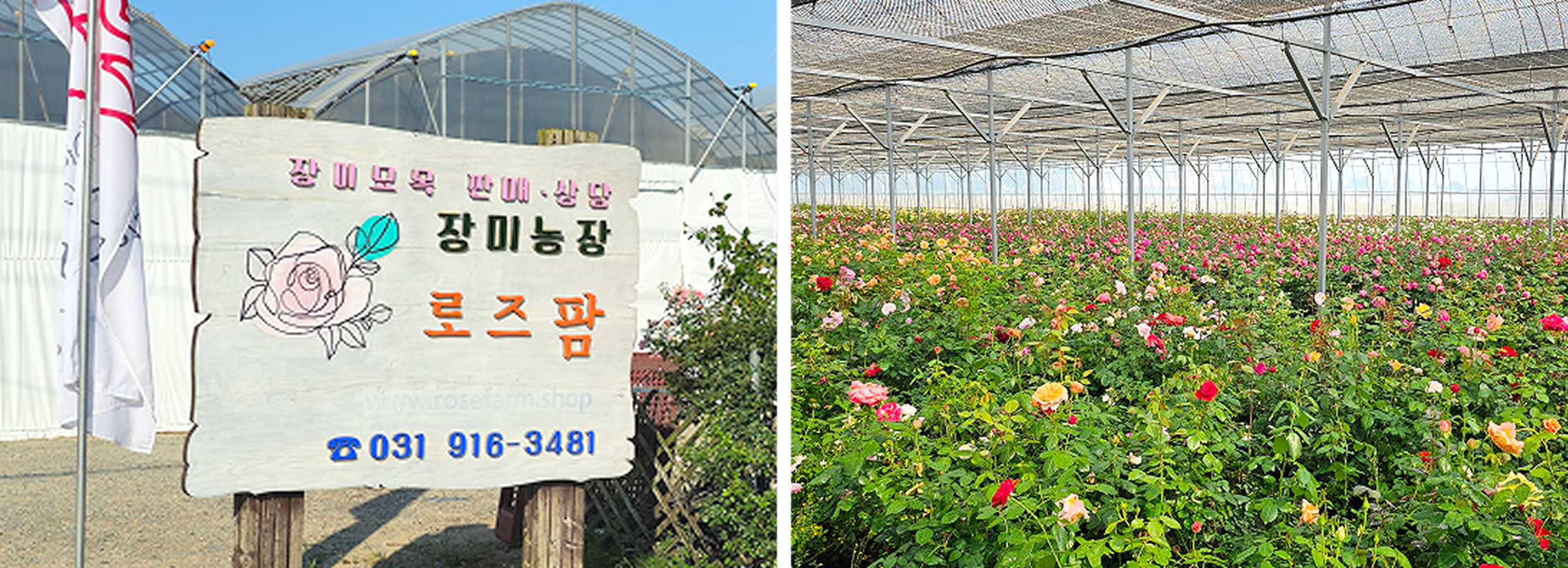 로즈팜 장미농장 사진.png