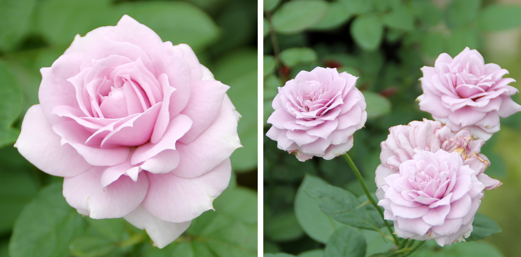 로즈팜 매출 1위 품종 노발리스 장미.png