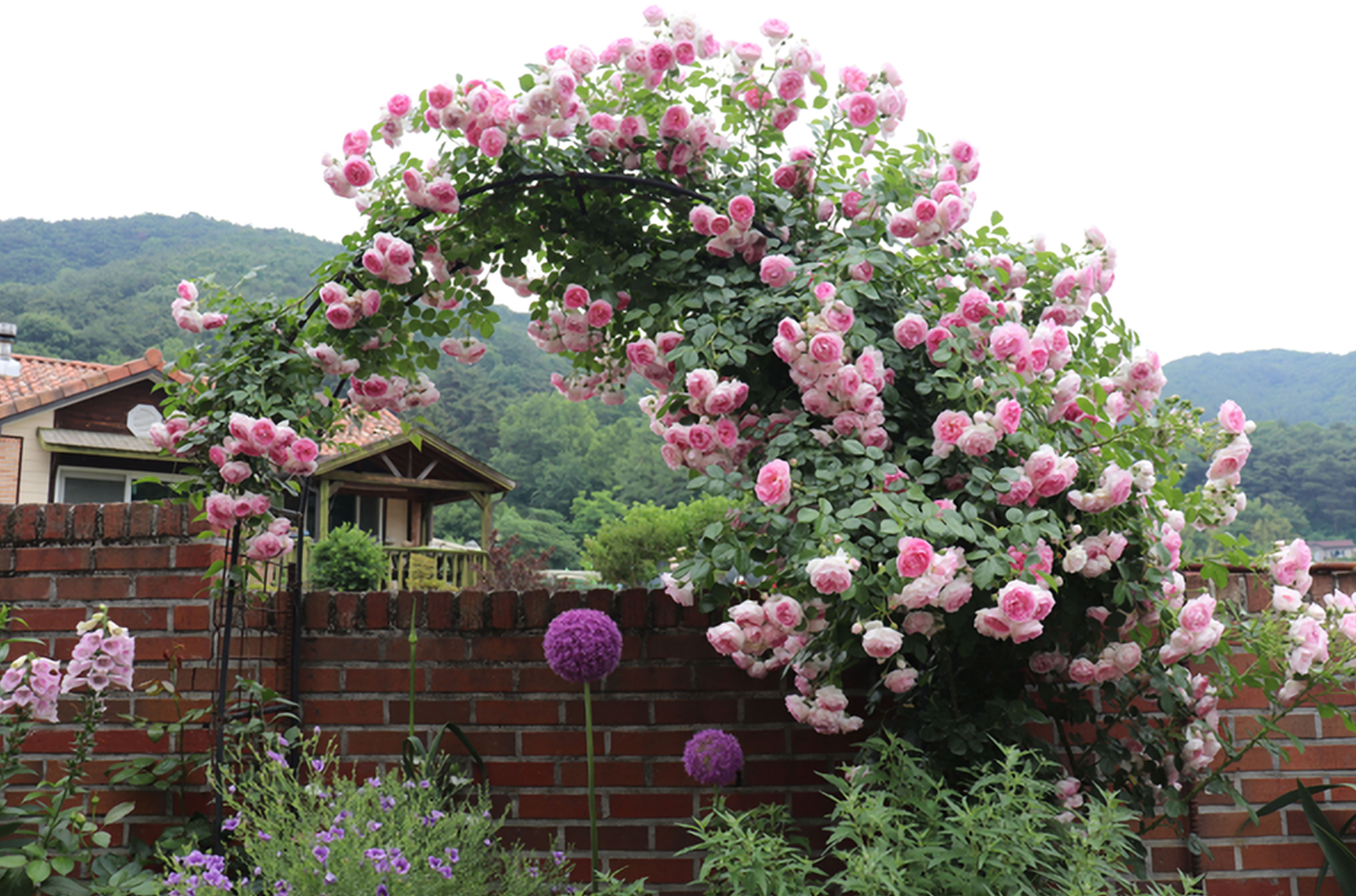 로즈팜 덩굴 장미 이미지.png