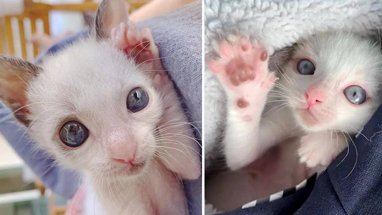 오늘의 귀여움 충전 💫 2